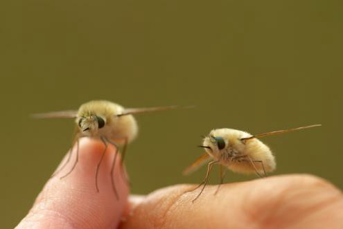 この虫かわいいよ でも トラツリアブ 横浜の学習塾 国大ｑゼミ