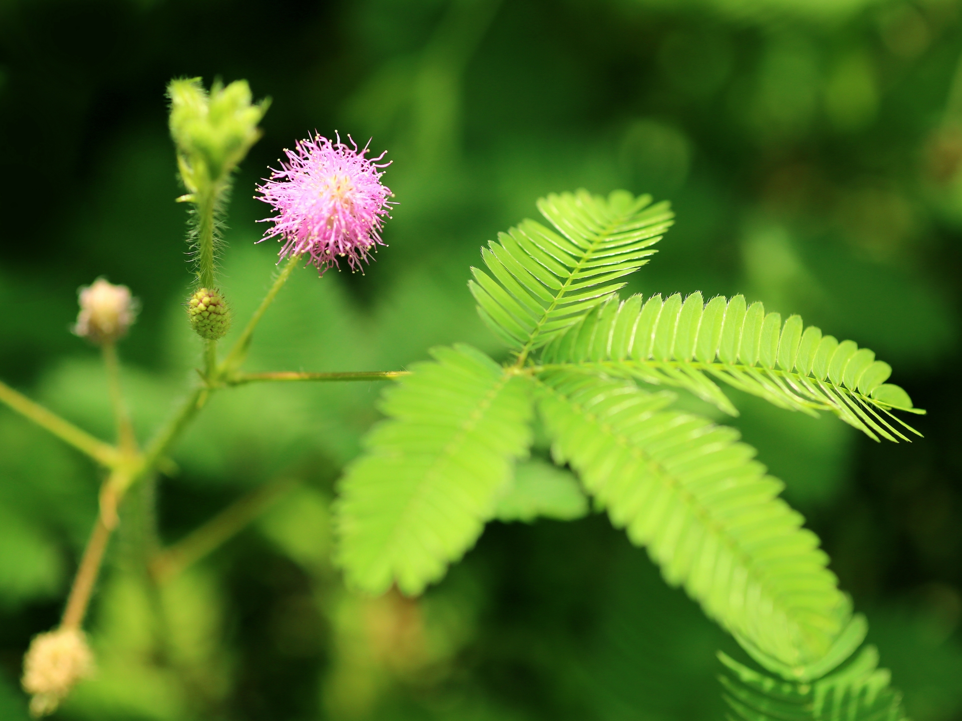 おじぎ草