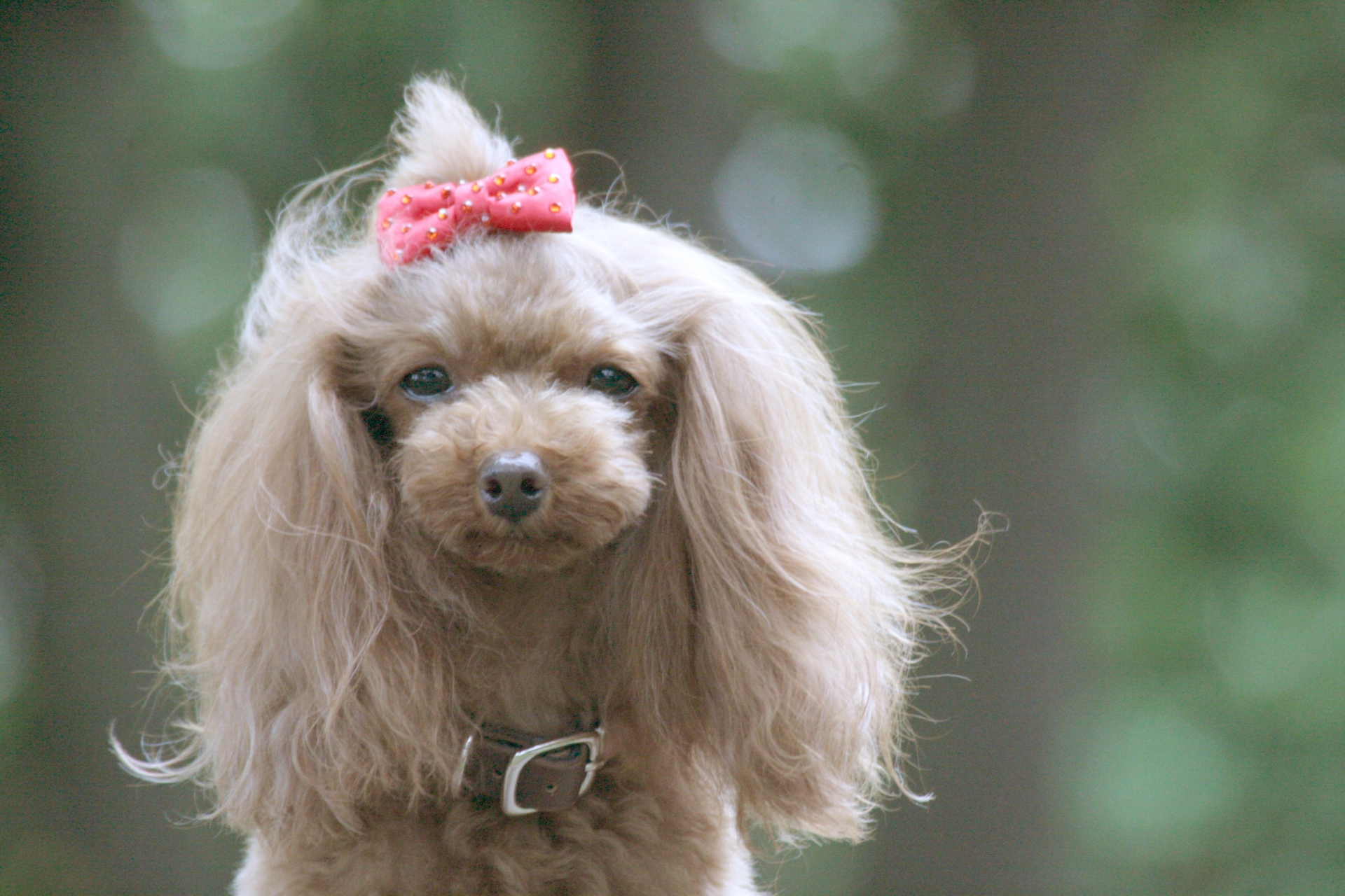 リボンを付けた犬