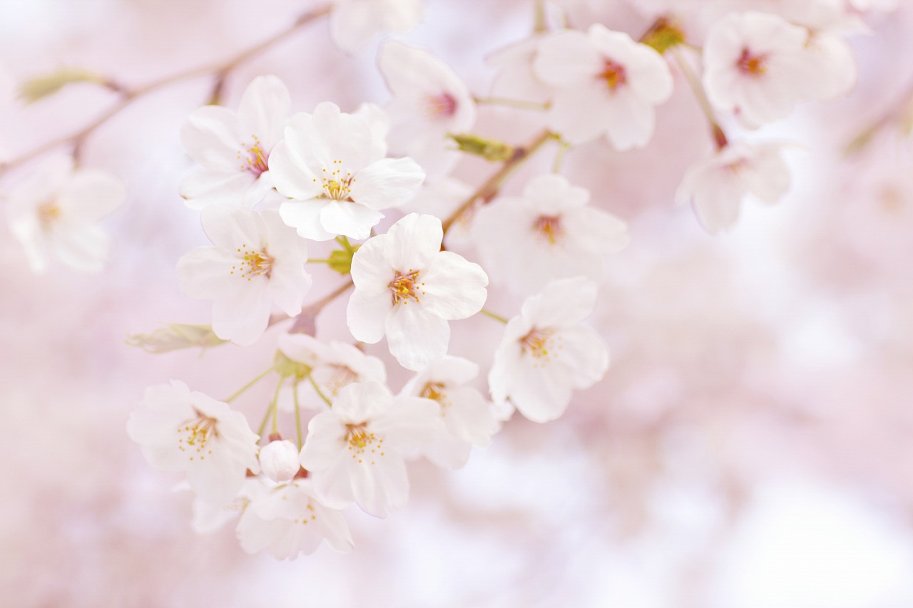 桜